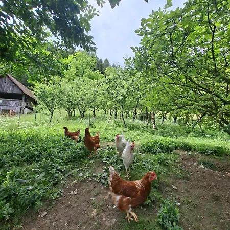 Farm stay Tourist Farm Kolar *
