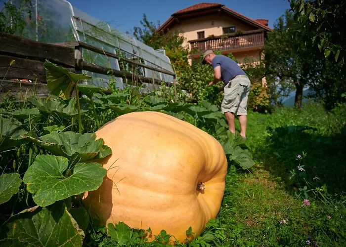 Tourist Farm Kolar Ljubno